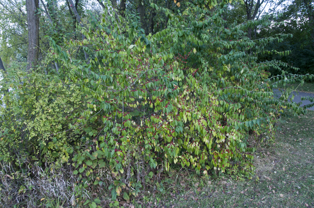 Amur honeysuckle (Lonicera maackii) Ohio Environmental Council