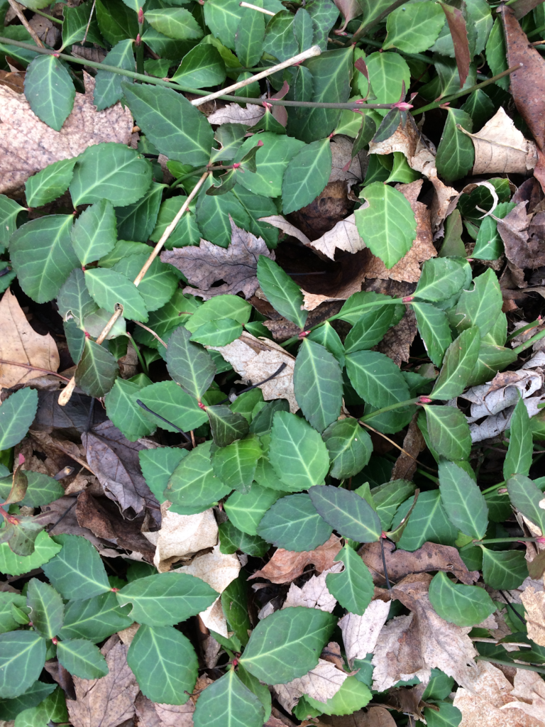 Invasive Wintercreeper (Euonymus fortunei) Ohio Environmental Council