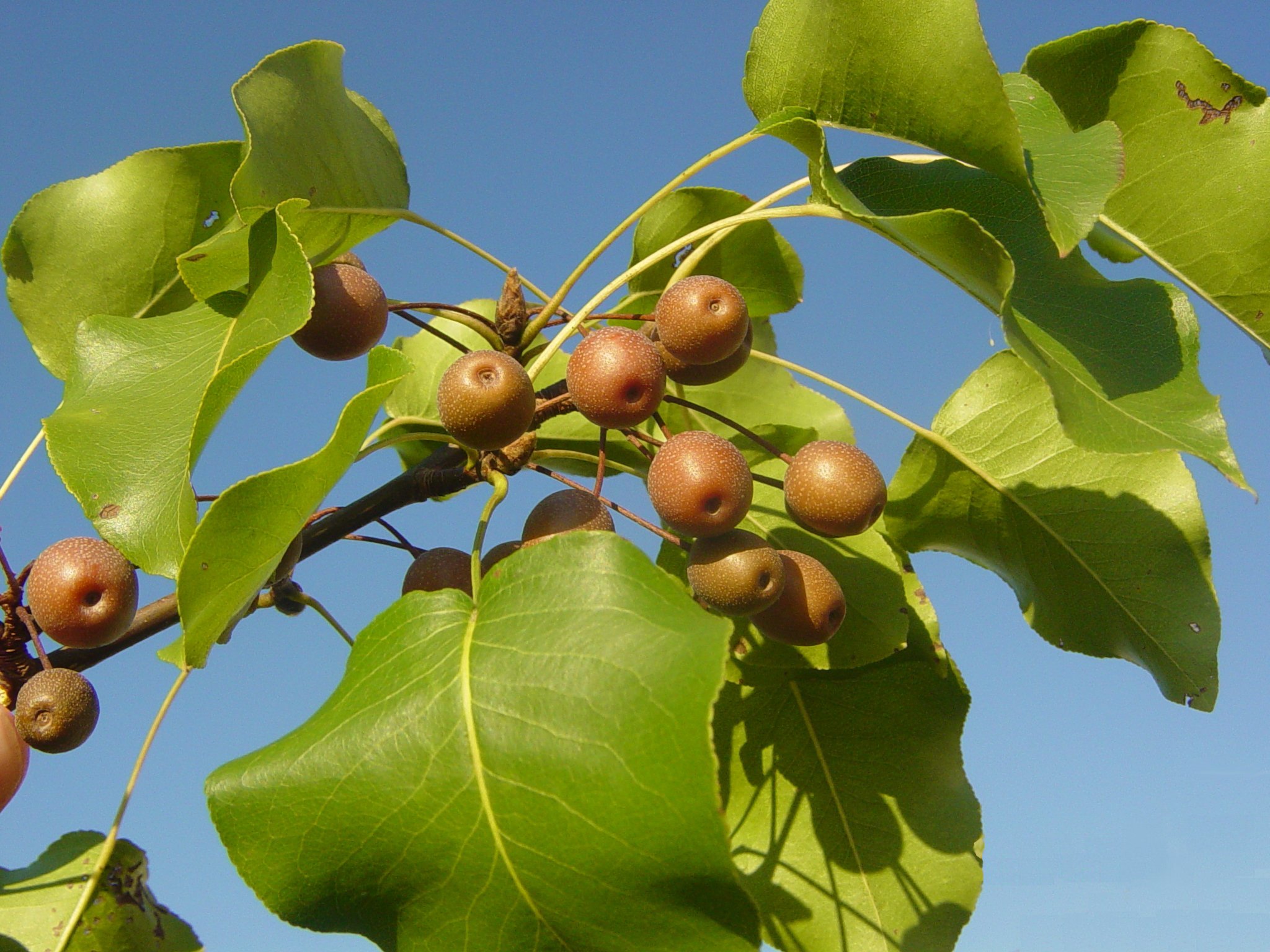 ornamental pear tree fruit