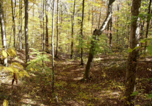 A mixed forest of oaks, suagar maple, yellow poplar and beech in Zaleski State Forest.