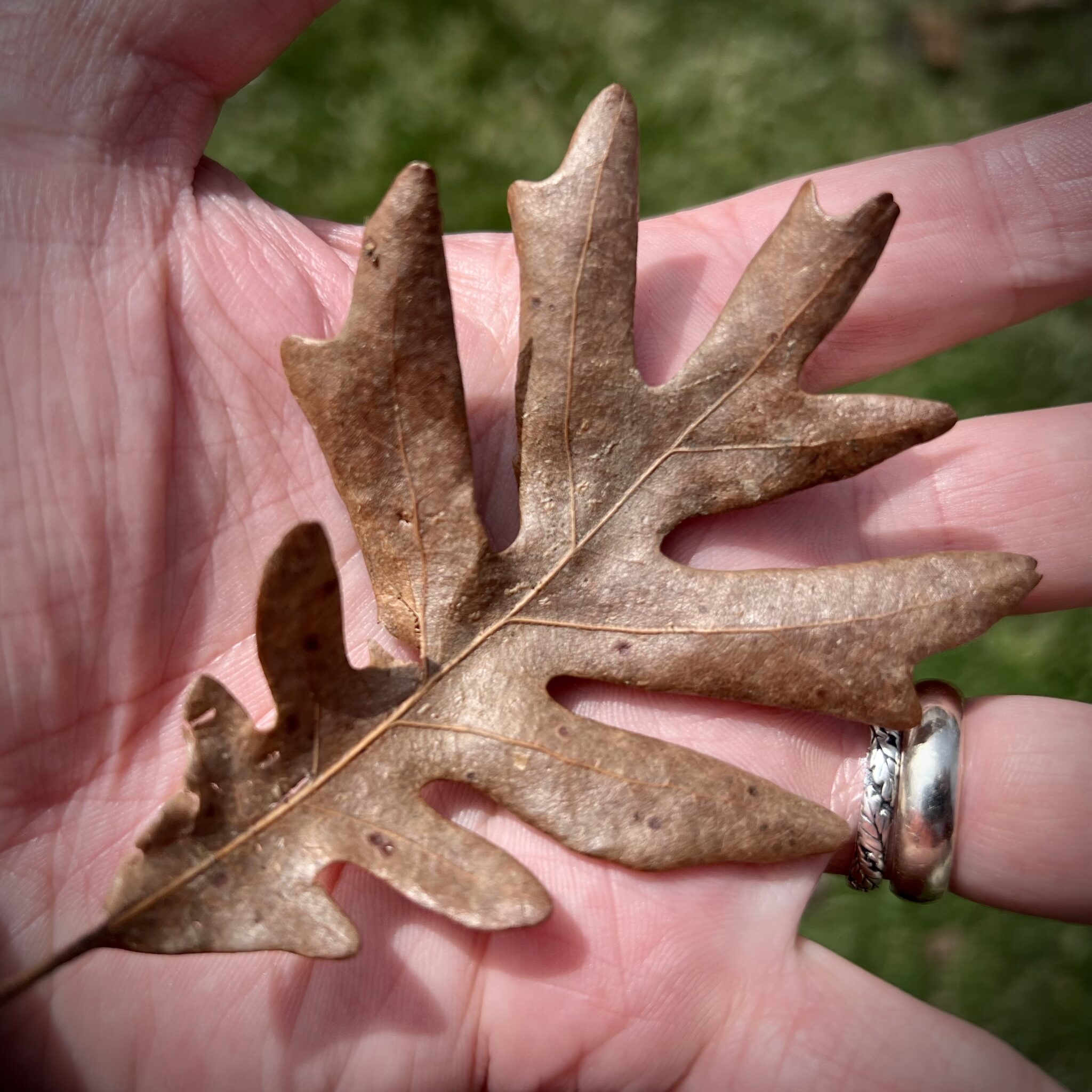 White Oak Ohio’s Most Important Tree Ohio Environmental Council