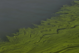 aerial view of green algae spreading out across Lake Erie