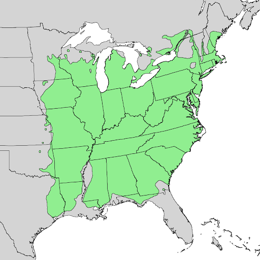 Illustrated map of the eastern half of the United States. All states except Maine and Florida are covered in green indicating white oak inhabitance. 