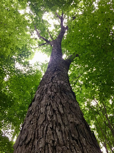 White oak tree with ragged brown bark. An upward angle of the tree shows its long trunk and luscious green leaves. 