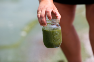 Jar of algae from lake water