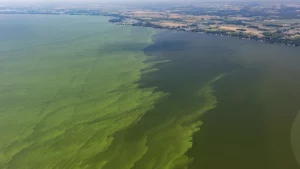 Algal bloom on the west basin of Lake Erie