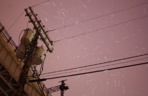 snow falling near powerlines